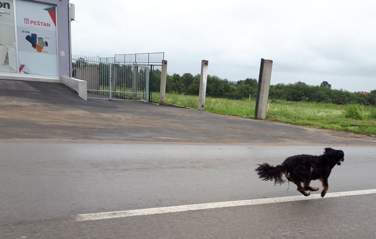 We'd heard that Serbia was a country with many stray dogs that could become a nuissance to cycle tourists. AnSo was armed with a squirtgn but this puppy just wanted to run as fast as he/she could, and stopped chasing us once it saw a car that was moving even faster.